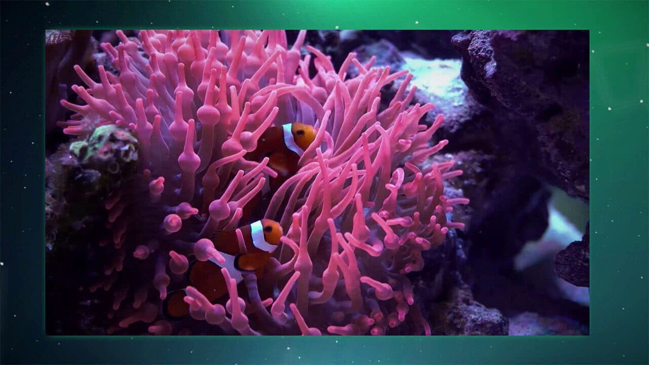 Puzzle Galaxy: Animal Album screenshot 4